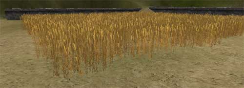 wheat_field.jpg